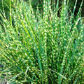 Miscanthus Grass Plant, Gold Yellow Maiden Grass Perennial Miscanthus - 2.5" Pot