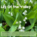 Set 6 Pips White Lily of the Valley Roots, Lily of the Valley Live Plant, White Flower Blooms for Growing