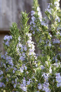 Rosemary Plant Live in 4'' Pot, Well Rooted Rosemary Herb Plant for Planting Indoor Outdoor, 6-8 Inch Tall
