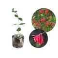 Honeysuckle Live Plant, Fragrant Honeysuckle Vines, Perennial Lonicera Bush for Outdoor Garden 3-6 Inches (Red)