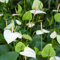 White Anthurium Plant Live Miniature Blooming Anthurium Starter Plant in 3 Inch Pot