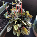 Peperomia Live Plant, Brown Peperomia Plant Live Houseplants, Live Peperomia Plant 4 Inches Potted Indoor Ornamental Plant