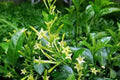 Jasmine Flower Plant Live, Night Blooming Jasmine Plant from 3 to 6 Inches Tall, Jasmine Live Plant, 4 Inc Potted