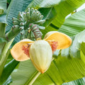 Sets 2 Banana Trees Live Plants in 2.5" Pot, Winter Hardy, Fruit Banana Plants Live for Planting, Dwarf Cavendish Variety