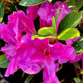 Purple Reblooming Azalea Rhododendron Plant Live in 4 Inch Pot, Azalea Rhododendron Bush Shrub, Bloom in Spring, Late Summer, Fall Rebloom