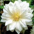 White Clematis Live Plant in 2.5" Pot, Flowering Climbing Clematis Vine Starter for Outdoor Garden and Trellis, Well Rooted