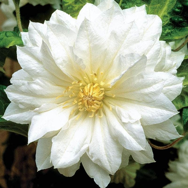 White Clematis Live Plant in 2.5" Pot, Flowering Climbing Clematis Vine Starter for Outdoor Garden and Trellis, Well Rooted
