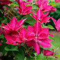 Clematis Vine Plants Live in Pot, 8 Months Old Seedlings Climbing Flowering, Outdoor Trellis Fences, Cold Hardy (Pink Clematis)