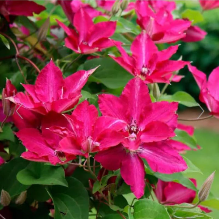 Clematis Vine Plants Live in Pot, 8 Months Old Seedlings Climbing Flowering, Outdoor Trellis Fences, Cold Hardy (Pink Clematis)