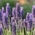 Lavender Plant Live, Phenomenal Lavender Plant Live Indoor Outdoor, Vibrant Bloom, 8 to 10 Inc Tall, Quart Pot, Fragrant Lavandula Seedling for Patio and Container