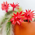 Trailing Monkey Tail Cactus Live Plant, 6-8 Inch Bare Root, Rare Succulent Plant for Indoor Growing, Pots and Hanging Planters