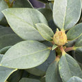 1-2 Ft Rhododendron Plants Live Bush Shrubs in 1 Gallon Pot for Planting, Azalea Bush Ready Plant, Live Rhododendron Plant Azalea (Red)