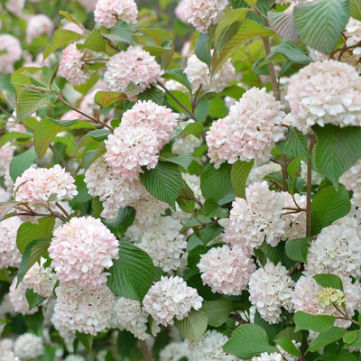 Rare Viburnum Tree Live Plant Shrub in Pot, 8 Months Old Bush Ready to Grow Ready to Grow Outdoor Fragrant, 6-12"