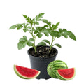Red Watermelon Live Plant Seedling for Outdoor Garden and Home Growing, Fresh Watermelon Plant 3-6 Inch Tall, Fruit Plant in Pot