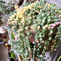 Variegated String of Pearls Plant Live, Trailing Succulent Vine, Rare Live Indoor Plant in Pot