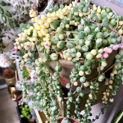 Variegated String of Pearls Plant Live, Trailing Succulent Vine, Rare Live Indoor Plant in Pot