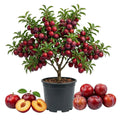 Red Plum Tree Live Plant, Plum Fruit Tree Plant, 2-3 Ft Tall