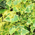 Gold English Ivy Live Plant for Outdoor Indoor Garden, Variegated English Ivy Live Plants, 4 Inch Pot