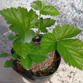 Sweet Thornless BlackBerry Plants Live for Planting, 8 Months Old BlackBerry Fruit Tree for Growing Outdoor, High Yielding, Dormant in Winter