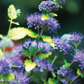 Blue Bluebeard Plant Live Flower Plant, Caryopteris Plant in 2.5 Inc Pot