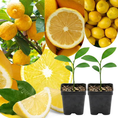 2 Starter Meyer Lemon Tree Live Plant Seedling, Small 1-2 Inches Yellow Lemon Lime Tree for Spring Planting, Very Hardy, Fragrant Citrus