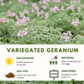 Geranium Plants Live, Variegated Geranium Live Plants from 4 to 6 Inches Tall, Bright Flowers Bush for Outdoor Garden
