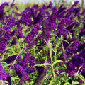 Potted Butterfly Bush Live Plant, 5-9" in Tall, Cold Hardy, Spring Outdoor PlantingBlooms Summer to Fall, Dormant in Winter (Violet Buddleia Plant)