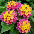 2 Rose Lantana Plants Live Trees, Ready to Bloom, Hardy Long Blooming Seasons, Vibrant Colorful Perennial Fragrant, 5-10" in Tall, Full Sun Growing