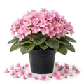 Pink African Violet Plant Live, Pink Violet Flower, 3-5 Inches Tall