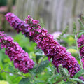 Violet Purple Butterfly Bush Live Plant Shrub, Buddleia Bush Well Rooted, 5 to 10 Inc Tall