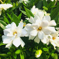 Cape Jasmine Plant Live, Gardenia Plant Live, Frostproof Gardenia Live Plant, Live Jasmine Plant Indoor, 3 to 7 Inc Tall