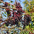 2 Elderberry Plants Live Tree for Planting, Elderberry Bushes Live Plants, 6 to 12 Inches Tall
