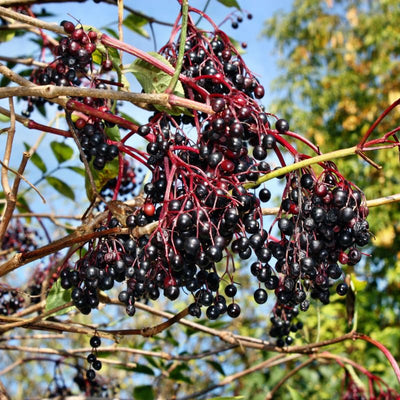 2 Elderberry Plants Live Tree for Planting, Elderberry Bushes Live Plants, 6 to 12 Inches Tall