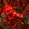 Quince Flowering Plant, Quince Flower Shrub Outdoor Planting, 5 to 7 Inch Tall (Red)