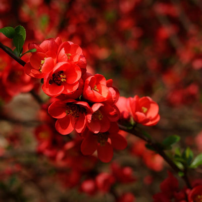 Quince Flowering Plant, Quince Flower Shrub Outdoor Planting, 5 to 7 Inch Tall (Red)
