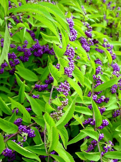 Purple Beautyberry Plant in 4 Inch Pot, Hardy Beauty Berry Shrub, Outdoor Berry Plant for Garden