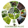 Elderberry Plant Live Tree Well-Rooted, 8 Months Old Starter Plant 6-12 Inches in Tall, Elderberry Shrub Cold Hardy, Sweet American Elderberries