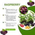 2 Glencoe Raspberry Plants Live for Planting, Thornless Raspberry Trees Live Plants 5 to 9 Inches Height, Purple Raspberry Berry Fruits