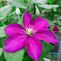 Burgundy Clematis Live Plant in 2.5" Pot, Flowering Climbing Clematis Vine Starter for Outdoor Garden and Trellis, Well Rooted