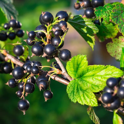 Black Currant Bush Live Plant, Black Currant Plant Live for Planting Sweet Current Shrub 1 Year Old, Currant Berries