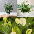 Live Peace Lily Plant, Live Indoor Flowering Houseplant, White Flower, 5-9 Inches in Height, 4 Inch Pot for Planting