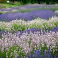 4 Lavender Plants Live Outdoor Indoor, Cold Hardy Fragrant Perennial Herb for Garden and Landscape, 4-8 Inch Tall (Mix Lavender)