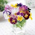 2 Mix Pansy Plants 3-5 Inches, Colorful Flowering Annual, Pansies Flower Well Rooted in 4'' Pot, Outdoor Garden Planting