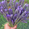 4 Lavender Plants Live Outdoor Indoor, Cold Hardy Fragrant Perennial Herb for Garden and Landscape, 4-8 Inch Tall (Blue Lavender)