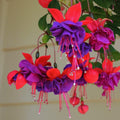Set 2 of Fuchsia Plants, Fuchsia Live Plant, 3 to 5 Inc Long, Purple Flower Plant Live Indoor Outdoor