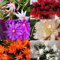 Random Easter Cactus Live Plant, Hardy Perennial Easter Cactus, Vibrant Blooming Spring Cactus, Indoor Houseplant, Flowering Holiday Cactus, 4–6 Inch Tall