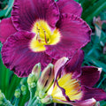 Daylily Plant, Purple Daylily Plant for Planting, Daylilies Perennial Plant, Daylilies Live Plant, Live Daylily Flowers Plant 4 Inches Potted for Garden