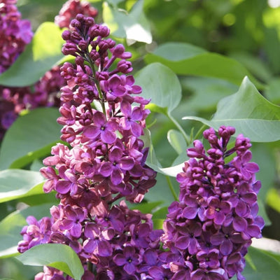 Live Purple Lilac Plant, Fragrant Syringa Flower Starter Plant, 6 to 8 Inch Tall Dormant Well Rooted, Syringa Live Plant, Lilac Bushes Live Plant, Live Lilac Tree Ready to Plant