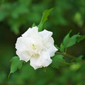 Rose of Sharon Plant, Hardy Althea Hibiscus Flowering Shrub in 4'' Pot, Outdoor Garden Starter Plant for Landscape or Hedge (Double White)
