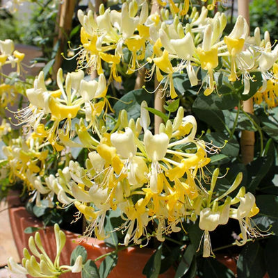 Honeysuckle Plant Live for Planting, Lonicera Honeysuckle Vine, Very Hardy, in 2.5 Inc Pot, Fragrant Bloom